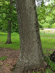 Quercus × leana