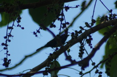 Passerina cyanea