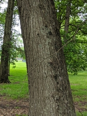 Quercus × leana