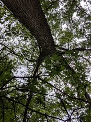 Quercus × leana