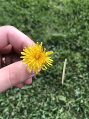 Taraxacum officinale