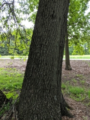 Quercus × leana