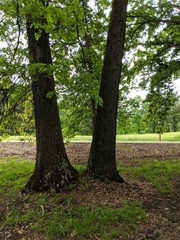 Quercus × leana