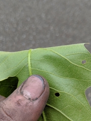 Quercus × leana