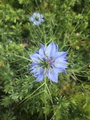 Nigella