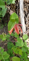Lonicera arizonica