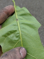 Quercus × leana