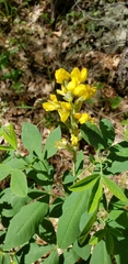 Thermopsis montana