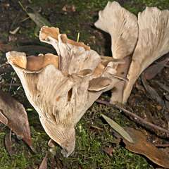 Pleurotus australis