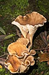 Pleurotus australis