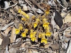 Aphyllon franciscanum