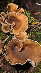 Pleurotus australis