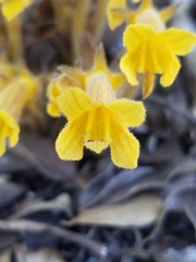 Aphyllon franciscanum