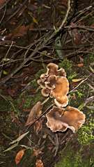 Pleurotus australis