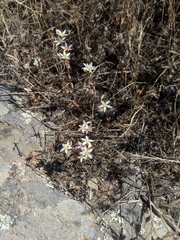 Dudleya blochmaniae