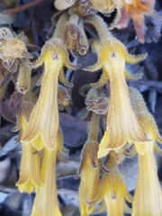 Aphyllon franciscanum