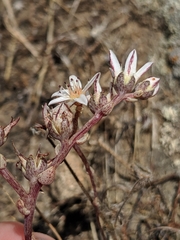Dudleya blochmaniae