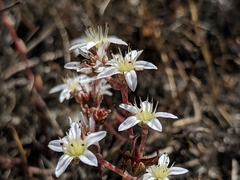 Dudleya blochmaniae