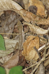 Anolis nebulosus