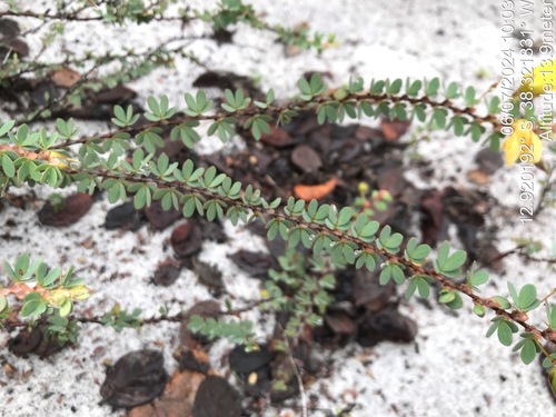 Image of Savannah Sensitive Pea (Chamaecrista ramosa) by (c) vitordematos12, some rights reserved (CC BY-SA)