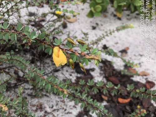 Image of Chamaecrista ramosa by (c) vitordematos12, some rights reserved (CC BY-SA)