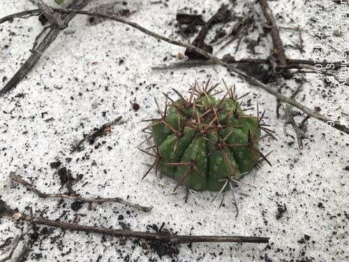 Melocactus violaceus
