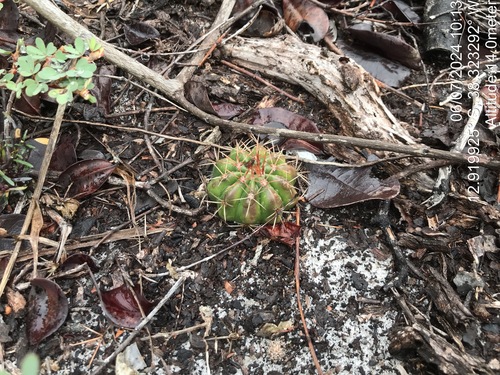 Melocactus violaceus