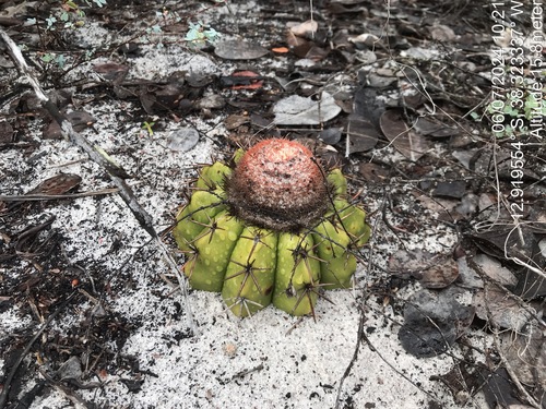 Image of Melocactus violaceus by (c) vitordematos12, some rights reserved (CC BY-SA)