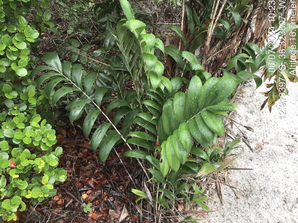 Bactris soeiroana