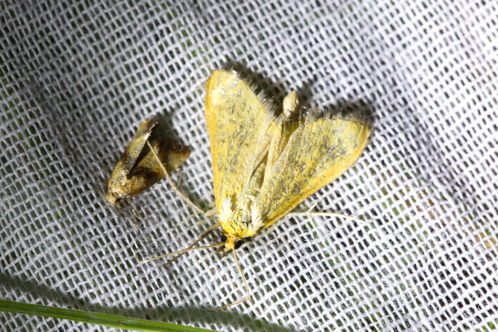 Eupoecilia sanguisorbana