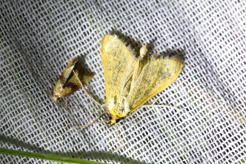 Eupoecilia sanguisorbana