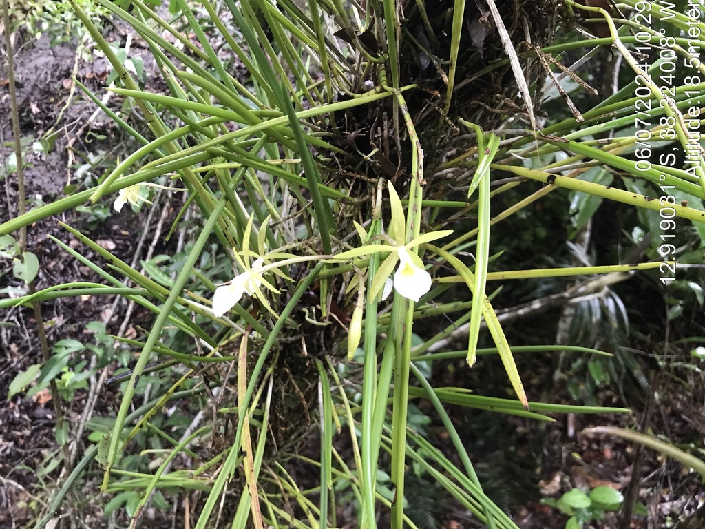 Brassavola ceboletta