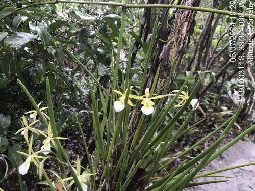 Image of Brassavola Ceboletta (Brassavola ceboletta) by (c) vitordematos12, some rights reserved (CC BY-SA)