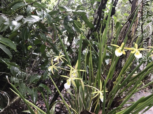 Image of Brassavola Ceboletta (Brassavola ceboletta) by (c) vitordematos12, some rights reserved (CC BY-SA)