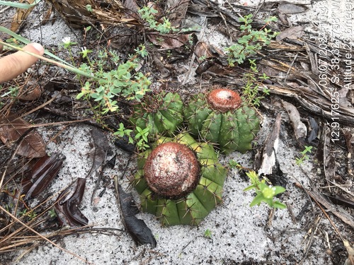 Image of Turk's-Cap Cactus (Melocactus violaceus) by (c) vitordematos12, some rights reserved (CC BY-SA)