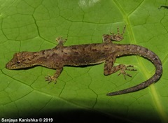 Cnemaspis kandiana