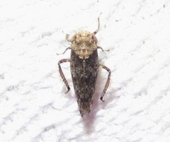 Paraphlepsius collitus
