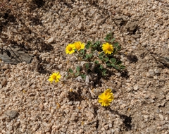 Eriophyllum wallacei