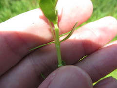 Bacopa monnieri image