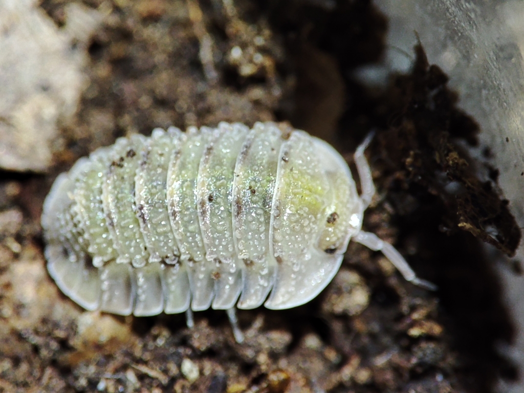 Pleurarmadillidium