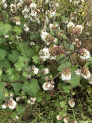 Sidalcea malachroides