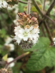 Sidalcea malachroides