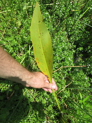 Sagittaria lancifolia subsp. lancifolia image