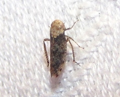Paraphlepsius collitus
