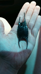 Rostroraja eglanteria