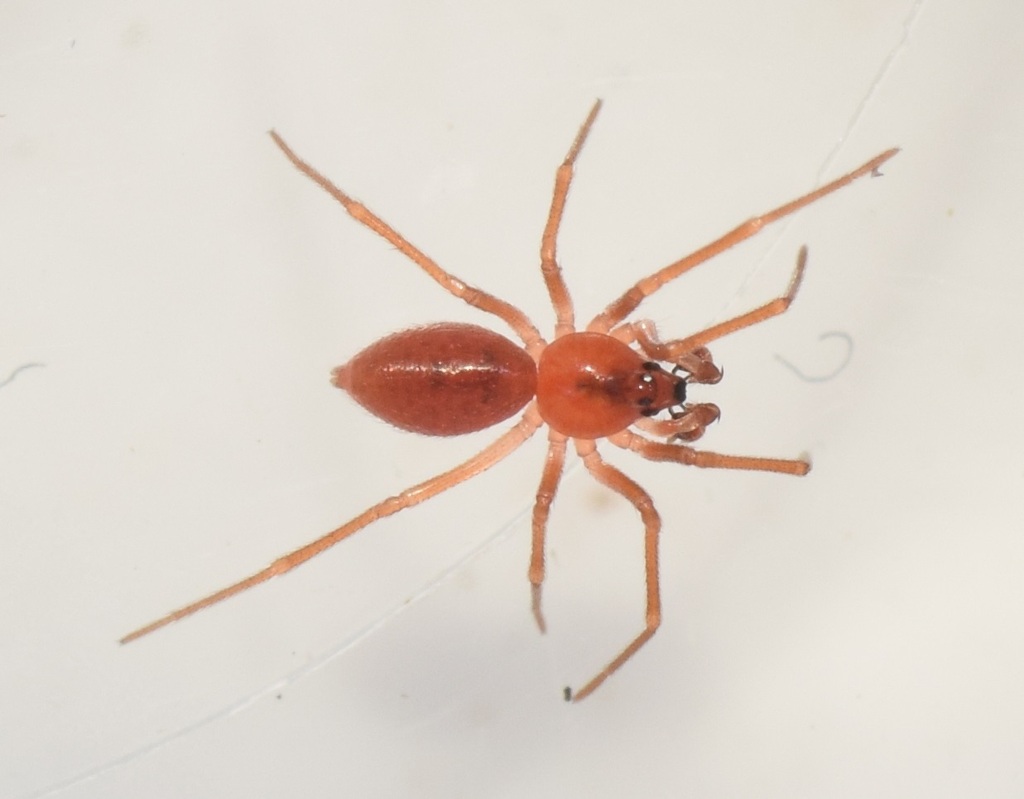 Minicia gomerae