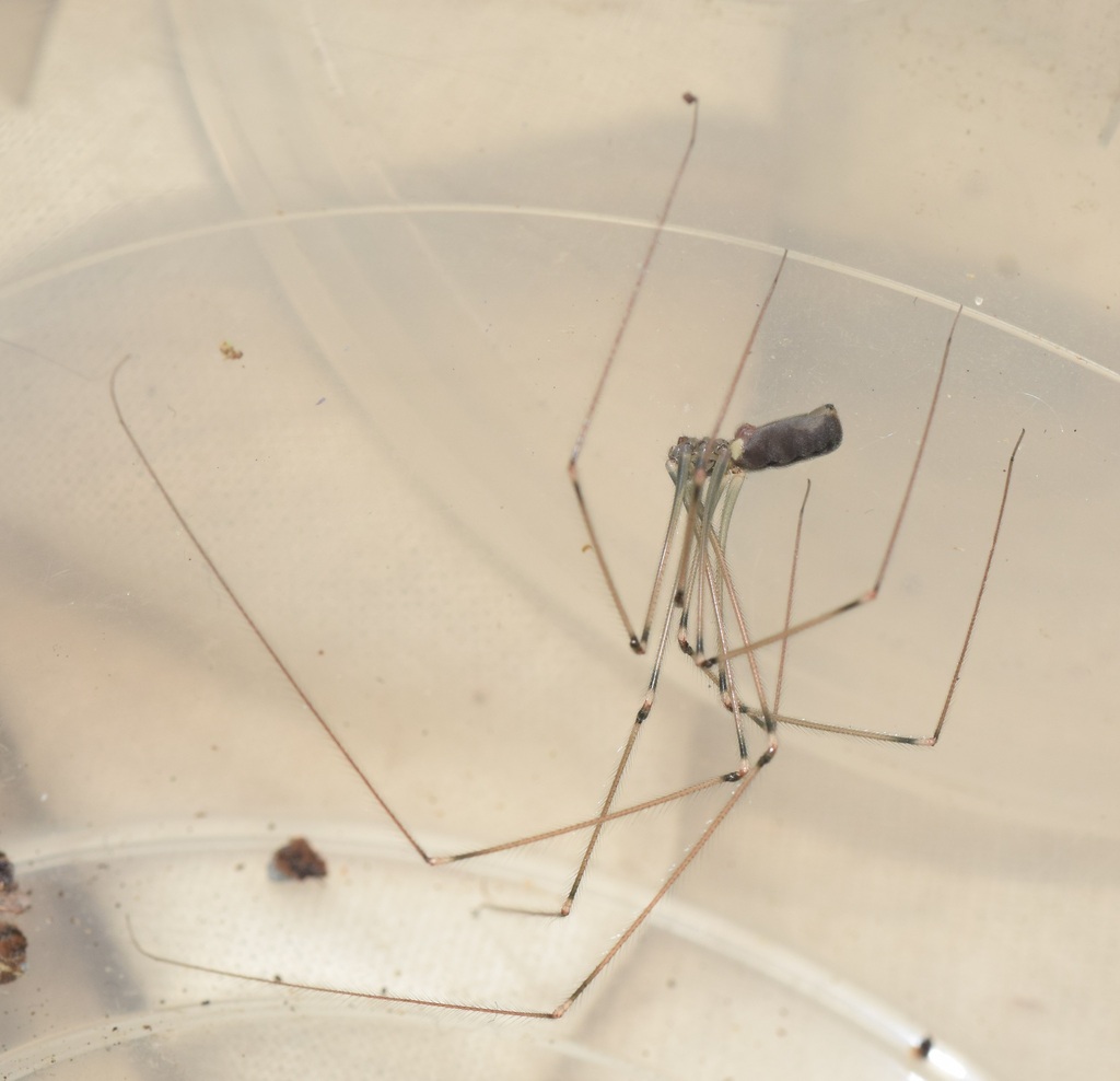 Pholcus gomerae