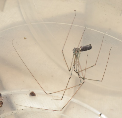 Pholcus gomerae