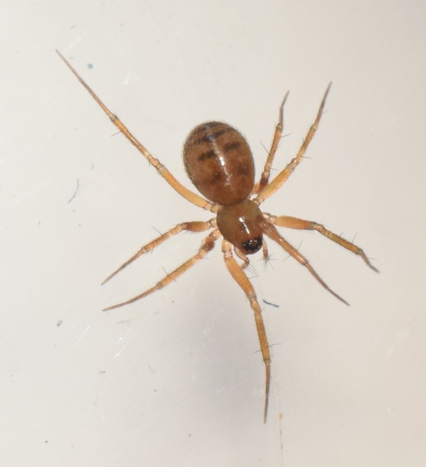 Improphantes furcabilis