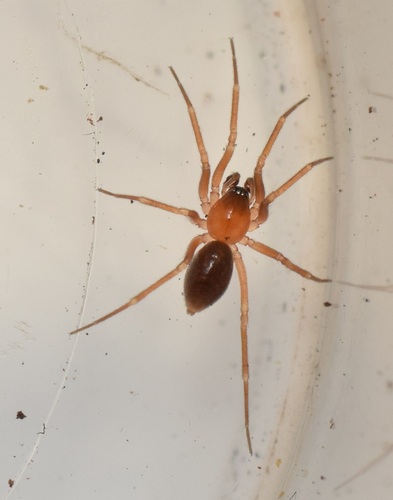 Walckenaeria gomerensis